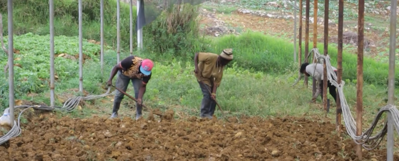 Clarendon Farmers Weathering Turbulent Effects of COVID-19 - CVM TV